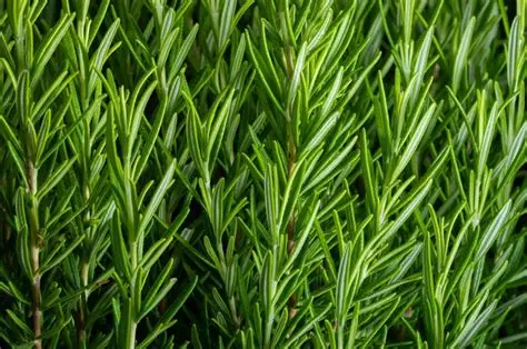 Rosemary Oil